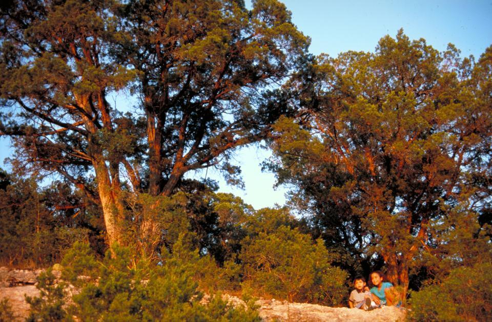 Golden afternoon light highlights Ashe juniper trees at Balcones Canyonlands National Wildlife Refuge in Central Texas.