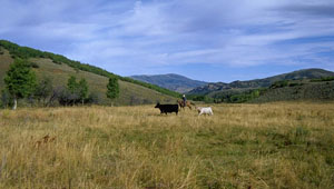 Chalk Creek Ranch featured image