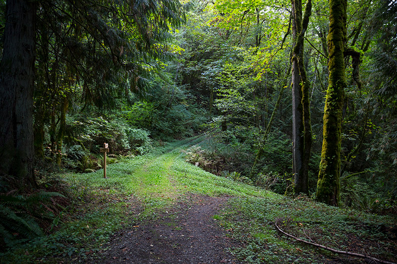 North Cougar Mountain featured image