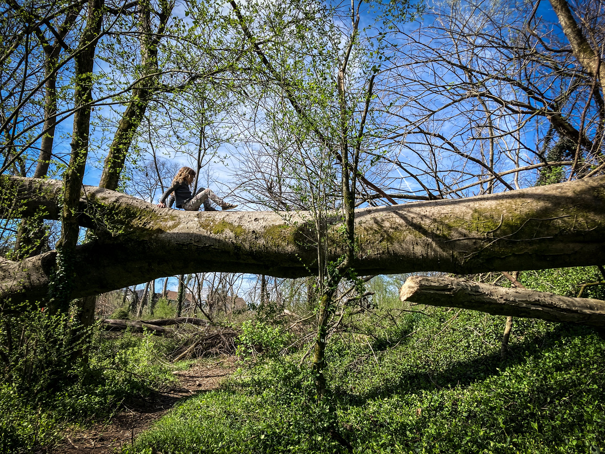 A person standing on a fallen tree in the woods.