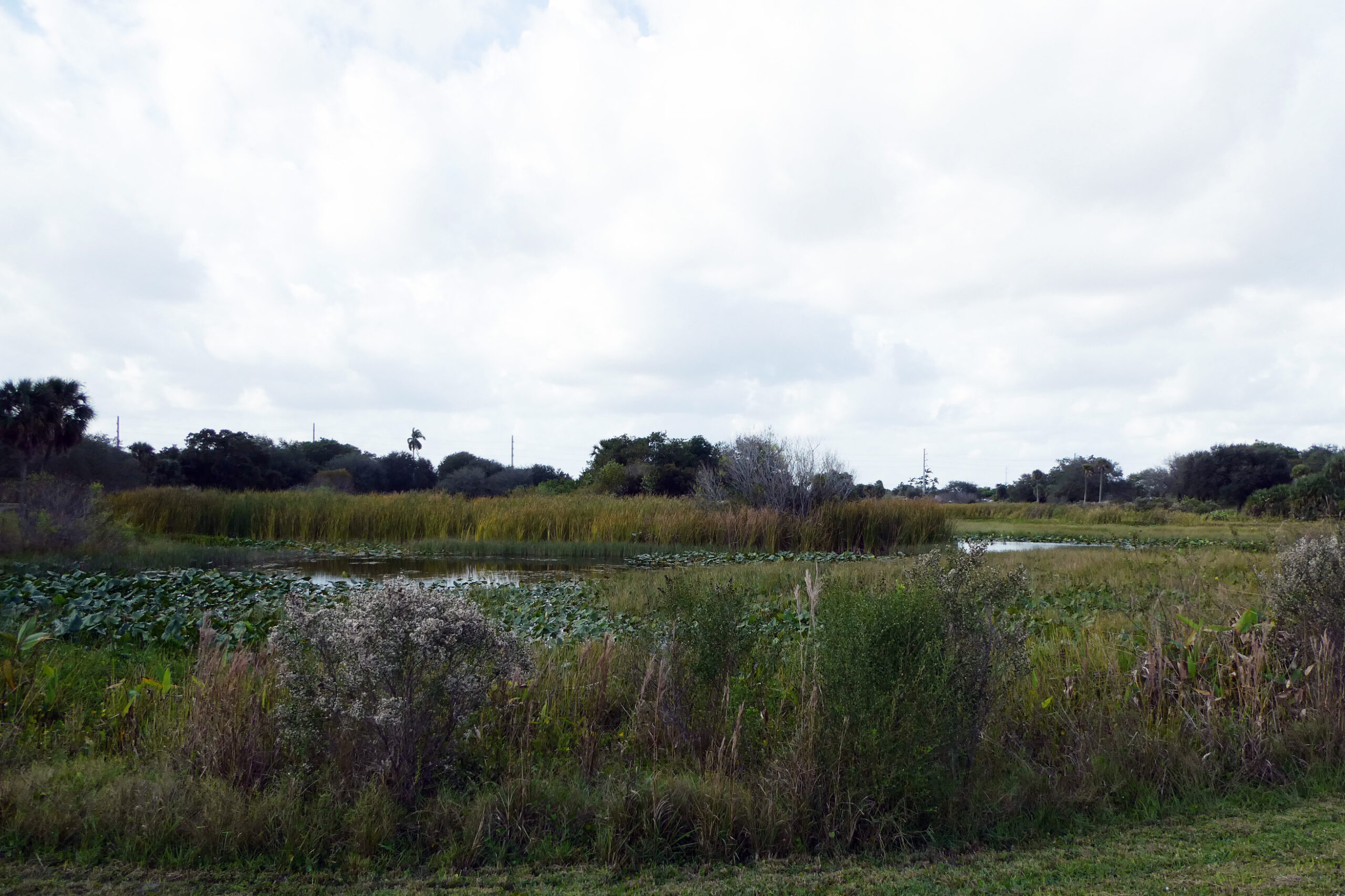 A Florida wetland on a cloudy day