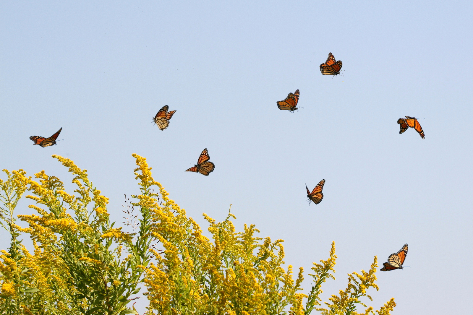 Orange and black monarch butterflies descend toward thick yellow flowers against a light blue sky.