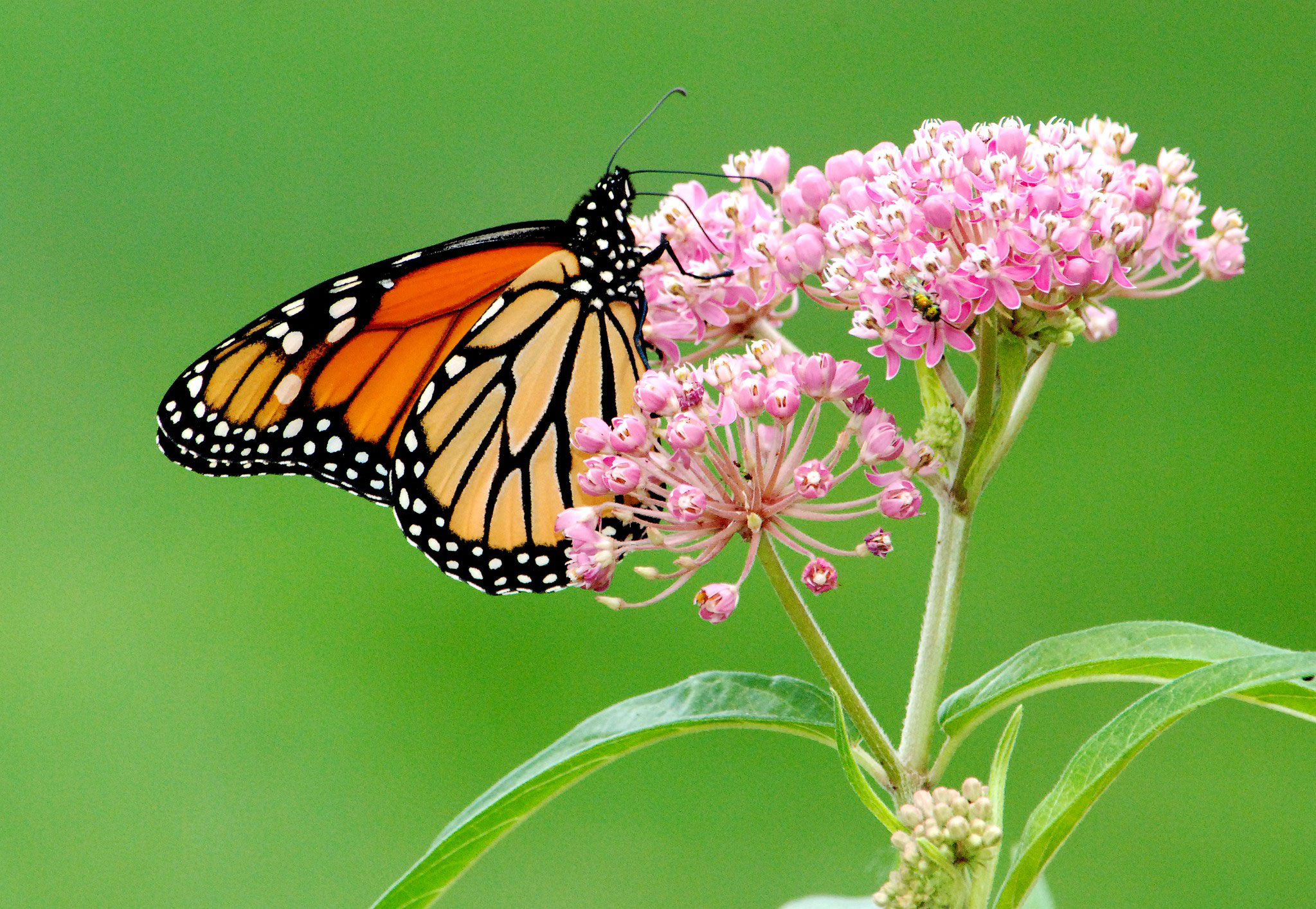Monarch butterfly and Milkweed