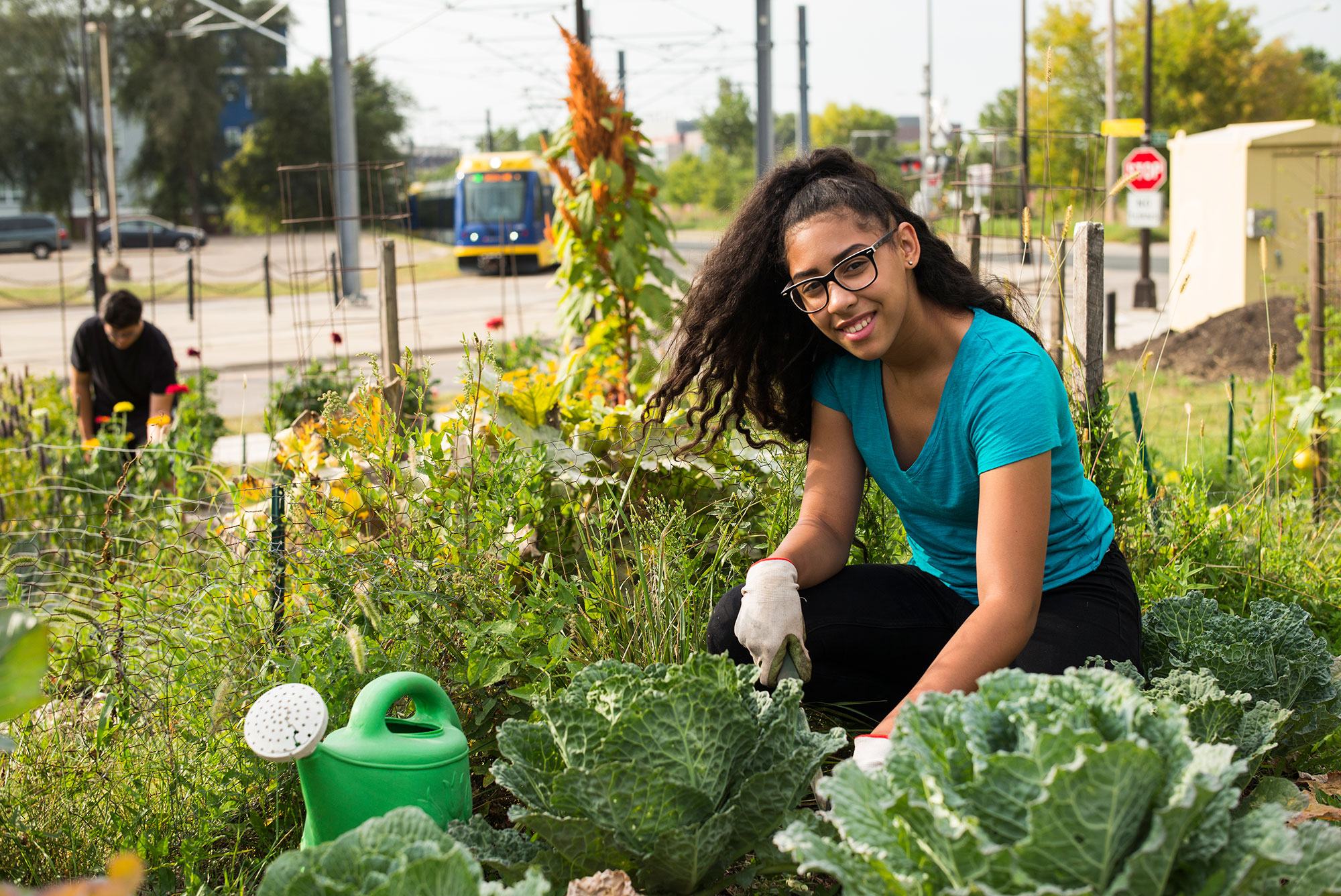 Residents tend beds of cabbage in Bridal Veil Gardens, a recently developed park opposite a light-rail station in MinneapolisResidents tend beds of cabbage in Bridal Veil Gardens, a recently developed park opposite a light-rail station in Minneapolis