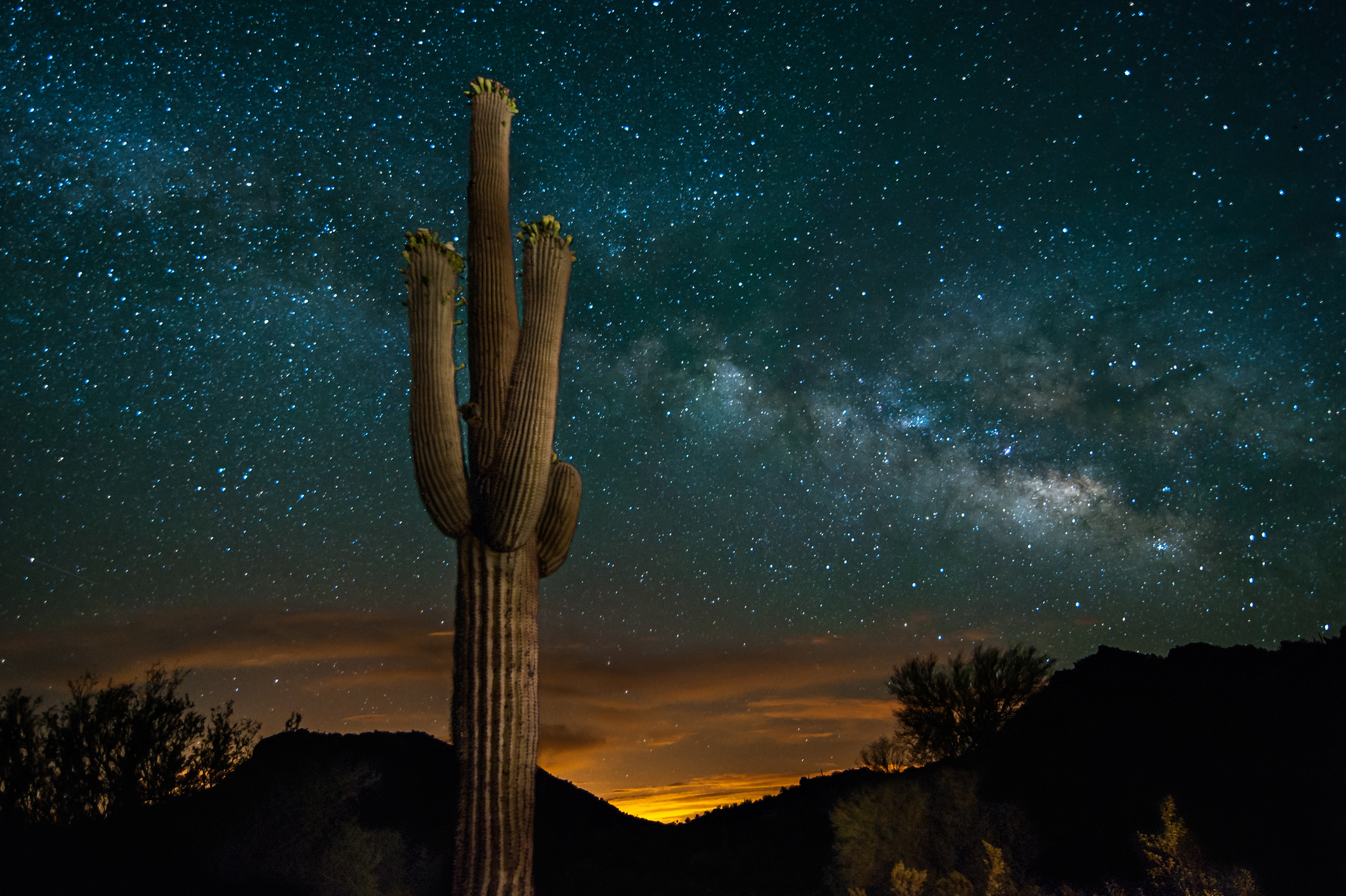 A saguaro cactus stands in the the Arizona desert beneath the Milky Way.